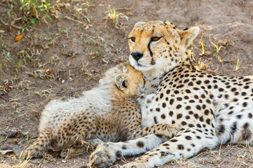 Cheetah cub cuddles with his mother in the savannah