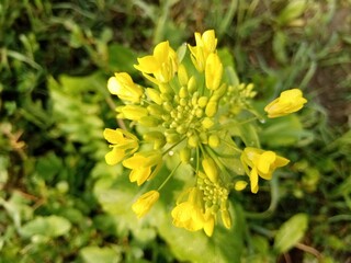yellow flowers in the garden