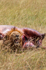 Male lion lying beside his prey