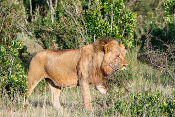 Large male lion in the bushes on the savannah