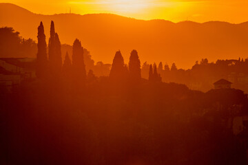 Cypress trees in a sunset view