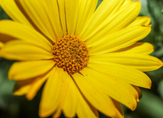 African daisy . Oblique view . Close up