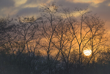 The silhouettes of the trees and the sunrise. The sun rises from behind the leafless trees.