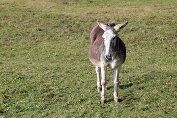donkey with long ears grazes the grass of the meadow