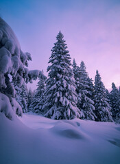 Spruce covered with snow in the forest on a winter morning before dawn