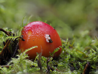 Fliegenpilz (Amanita muscaria)