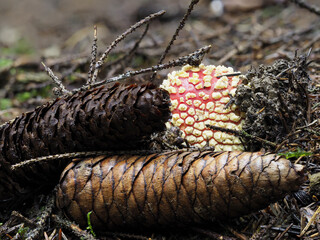 Fliegenpilz (Amanita muscaria)