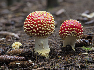 Fliegenpilz (Amanita muscaria)