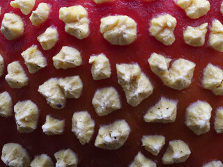 Fliegenpilz (Amanita muscaria)