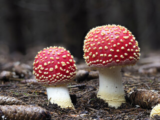 Fliegenpilz (Amanita muscaria)