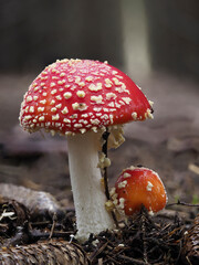 Fliegenpilz (Amanita muscaria)