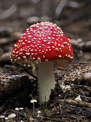 Fliegenpilz (Amanita muscaria)