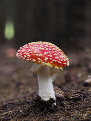 Fliegenpilz (Amanita muscaria)