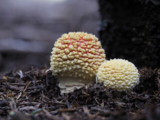 Fliegenpilz (Amanita muscaria)