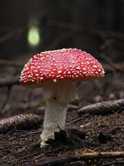 Fliegenpilz (Amanita muscaria)
