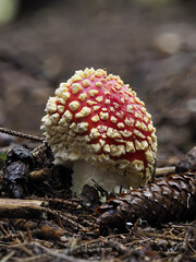 Fliegenpilz (Amanita muscaria)