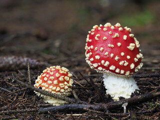 Fliegenpilz (Amanita muscaria)