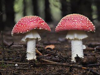 Fliegenpilz (Amanita muscaria)