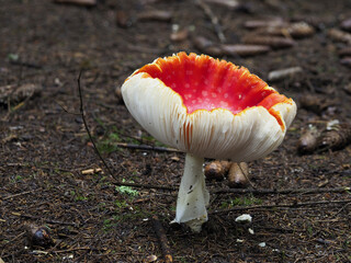 Fliegenpilz (Amanita muscaria)