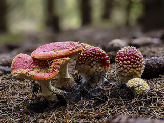 Fliegenpilz (Amanita muscaria)