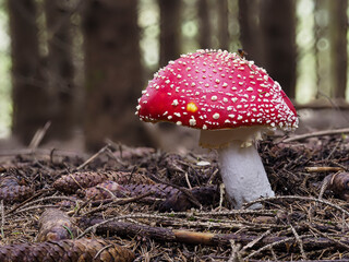 Fliegenpilz (Amanita muscaria)