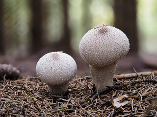 Birnenstäubling (Lycoperdon pyriforme)