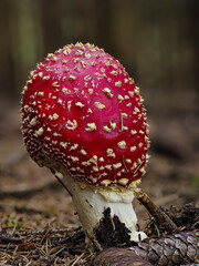 Fliegenpilz (Amanita muscaria)