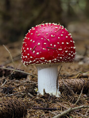 Fliegenpilz (Amanita muscaria)