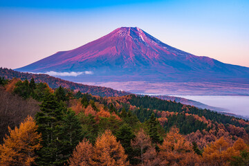 Fototapeta premium 富士山と紅葉