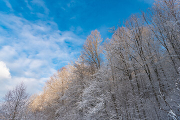 Winter forest with snowy trees on blue sky. Frosty nature