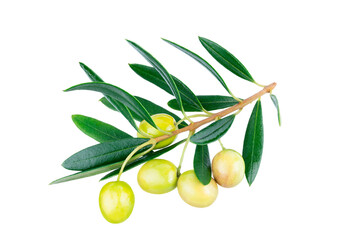 Olive branch with two delicious green olives, isolated on white background. Clipping path. Full depth of field. Focus stacking
