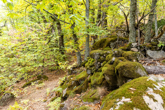 moss covered rocks chestnut forest in Rozas de Puerto Real in the province of Madrid, Spain