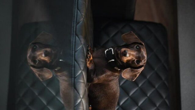 24 Dachshund on the couch from left to right reflection from the table
