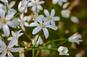 Fototapeta premium White flower close-up on a background of greenery in summer