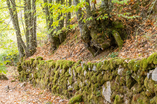 moss covered rocks chestnut forest in Rozas de Puerto Real in the province of Madrid, Spain