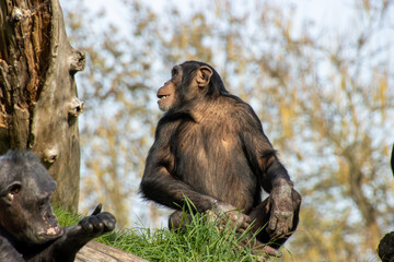 Schimpanse neugierig