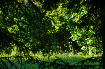 Forest background. Trees in the backlight.