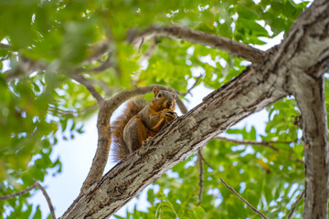 Eastern Fox Squirrel (Sciurus niger) sits in a tree and eats a nut. 