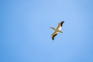 White American Pelican flying in the blue sky.