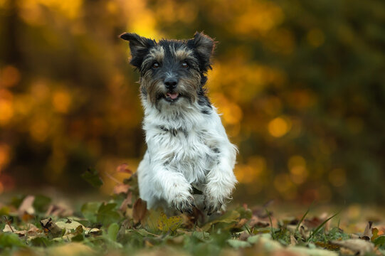 Beautiful active tricolor rough haired jack Russell terrier dog in autumn in front of colorful background outdoor