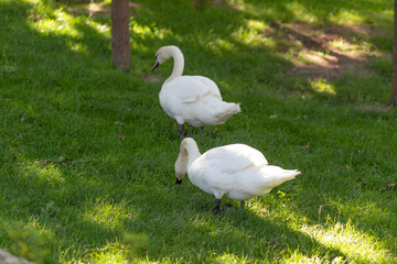 white swan on the grass