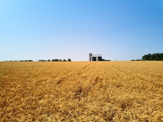 Fototapeta premium Aerial of grain elevator in front of wheat field. Drone camera above flour or oil mill plant silos. Silos near golden farmland. Agriculture theme, a harvesting season.