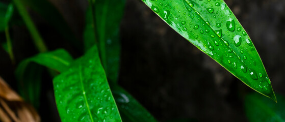 Natural green leaves background with splash of water. Selected focus with copy space