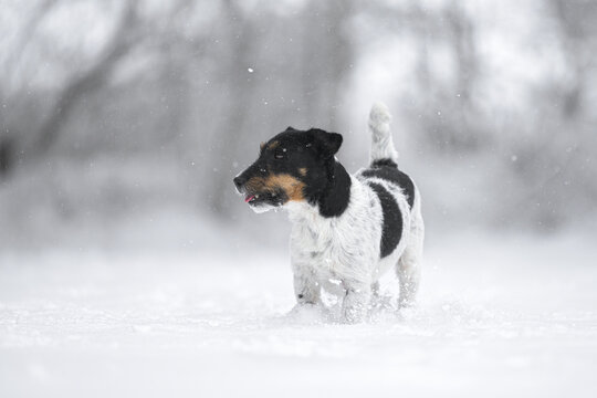 beautiful Jack Russell Terrier dog ist standing in front of a blurred snowy forest in the season winter