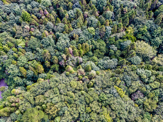Aerial view of mixed forest in County Mayo, Republic of Ireland