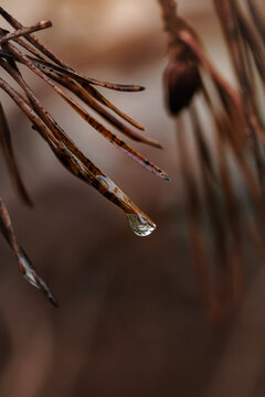 Wassertropfen an einem Nadelbaum