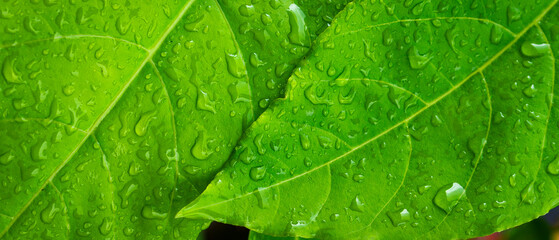 Close up green leaf background with water splash raindrop