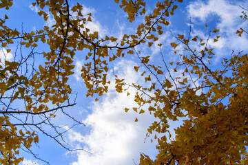 Autumn leaves in full bloom, beautiful gradation of maple, landscape background of blue sky and autumn leaves, maple picking, autumn and winter