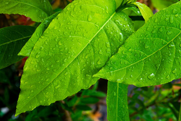 Closeup nature view of green tropical leaf with water splash of rain drop