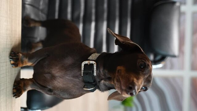 14 Dachshund licks himself standing on the table